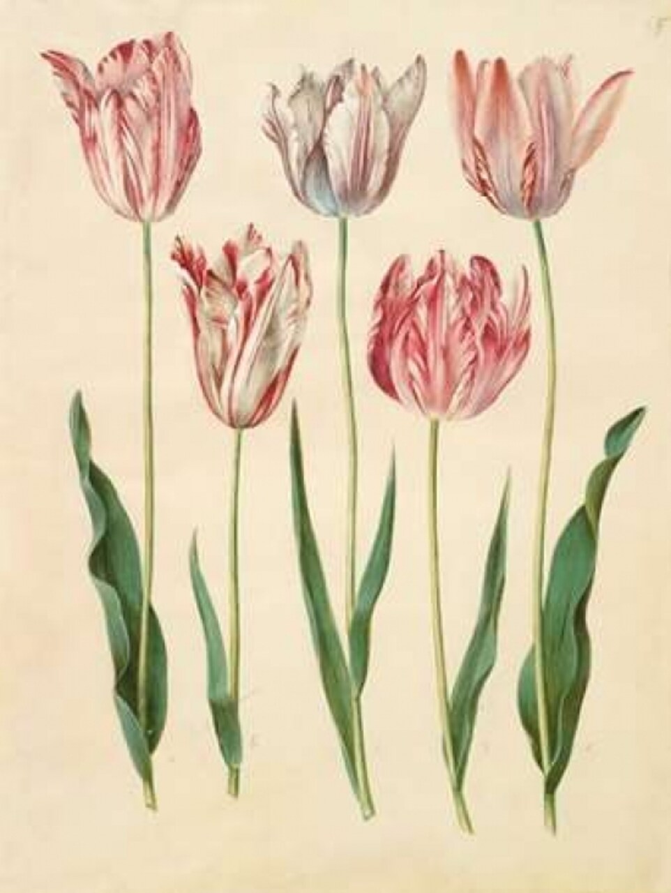 Tulipa gesneriana Poster Print by Johannes S. Holtzbecher - Item # VARPDX3AA2226